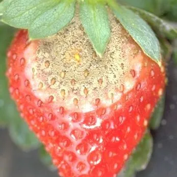 thumbnail for publication: Florida Strawberry Producers' Experiences with Anthracnose and Botrytis Fruit Rot, and Producers' Use of the Strawberry Advisory System